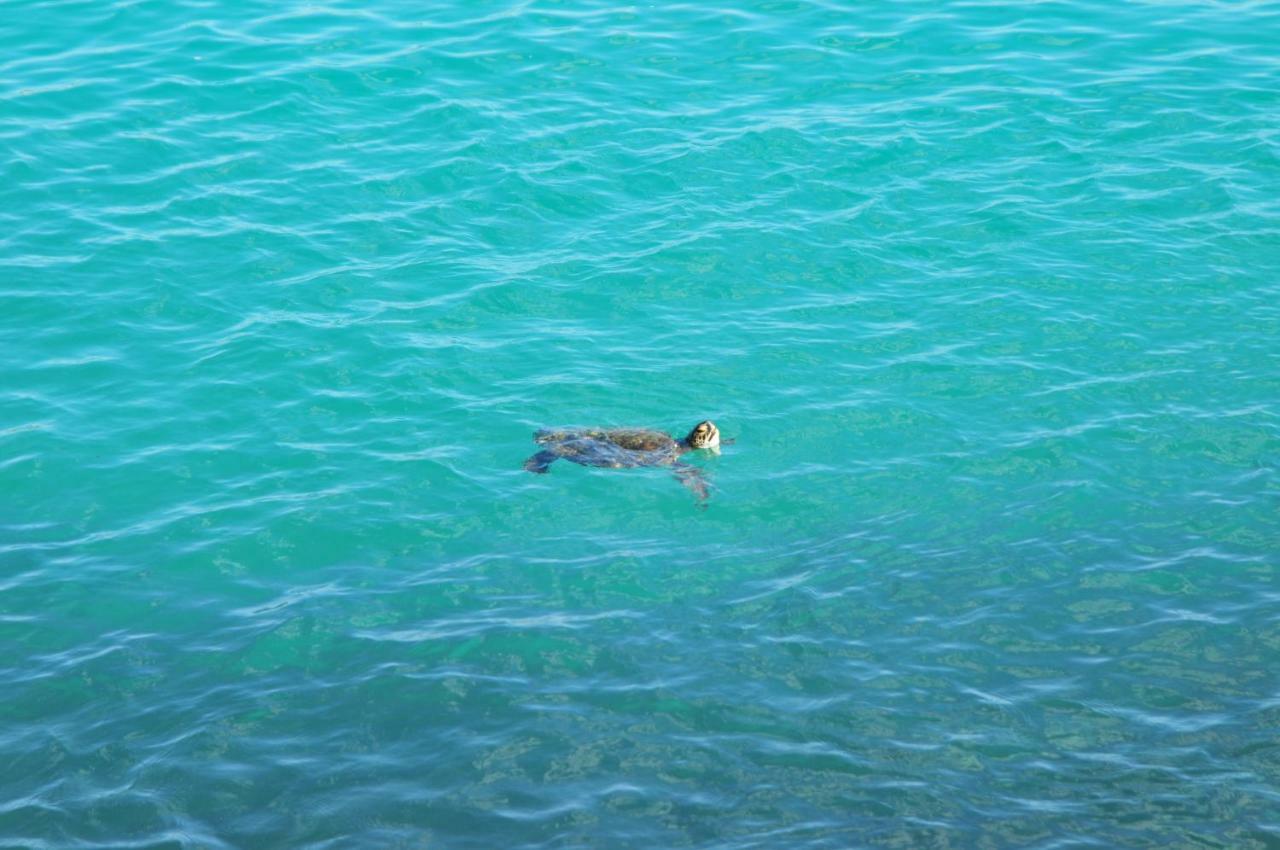 Canto Da Arvore 1 Arraial do Cabo Exteriör bild